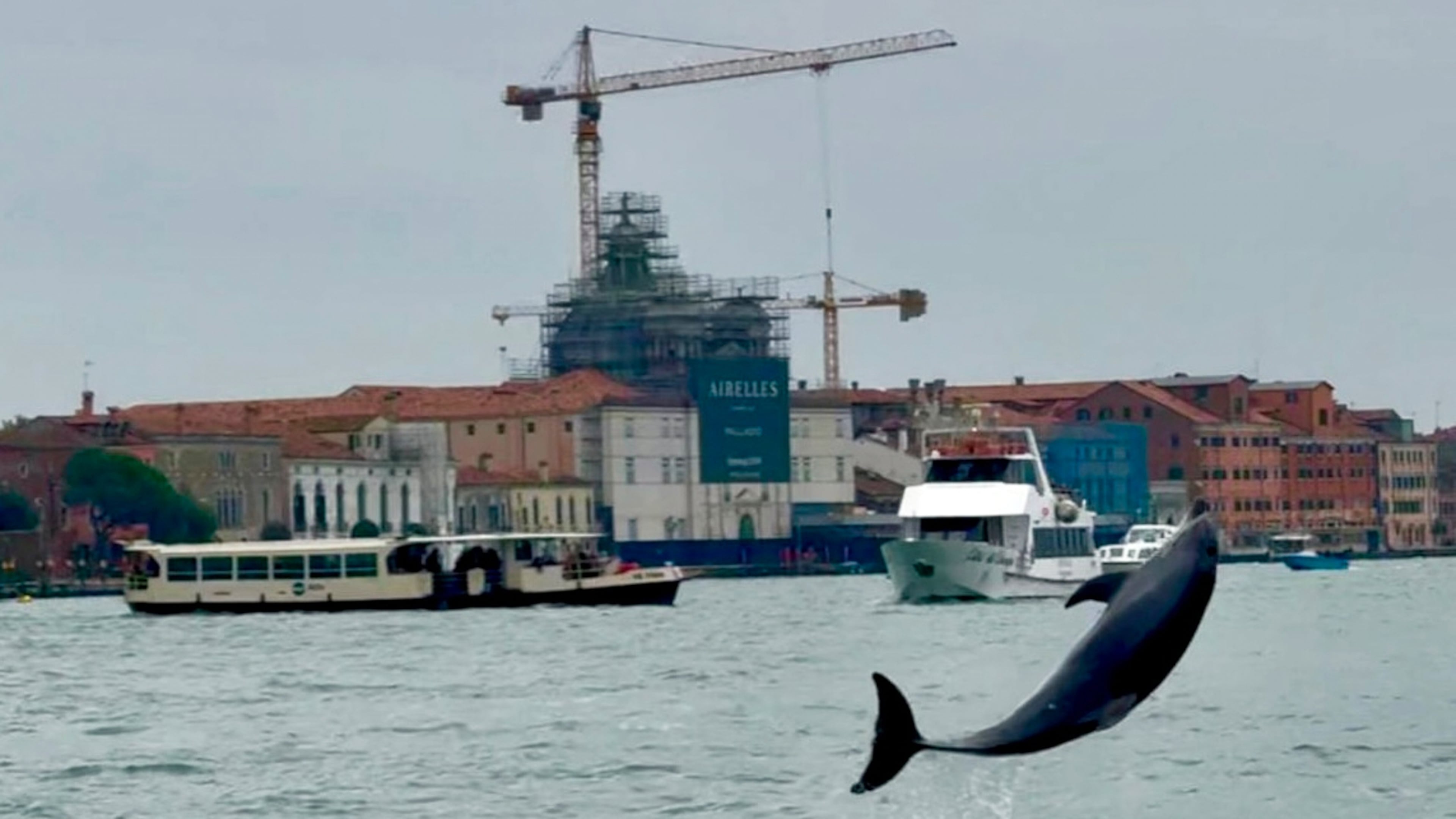 A bottlenose dolphin nicknamed "Mimmo" leaps out the water with an acrobatic flip in St. Mark's Basin, in Venice, Monday Oct. 20, 2025. (Venice Luxury Boat di Penzo Gianluca Via AP)
