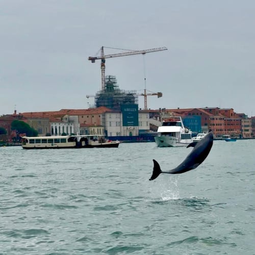 A bottlenose dolphin nicknamed "Mimmo" leaps out the water with an acrobatic flip in St. Mark's Basin, in Venice, Monday Oct. 20, 2025. (Venice Luxury Boat di Penzo Gianluca Via AP)