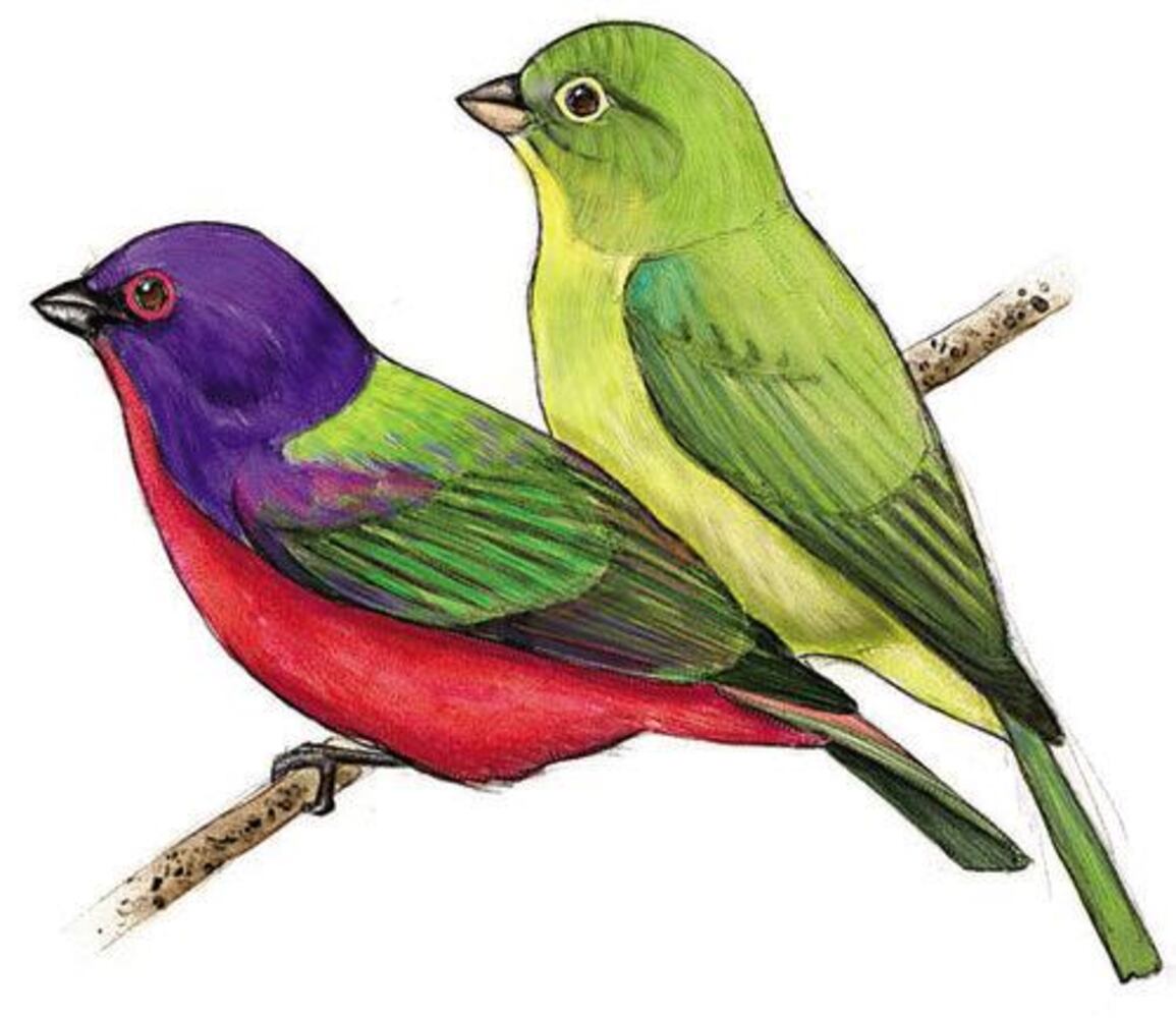 Birds' fortunes not flying high in Georgia