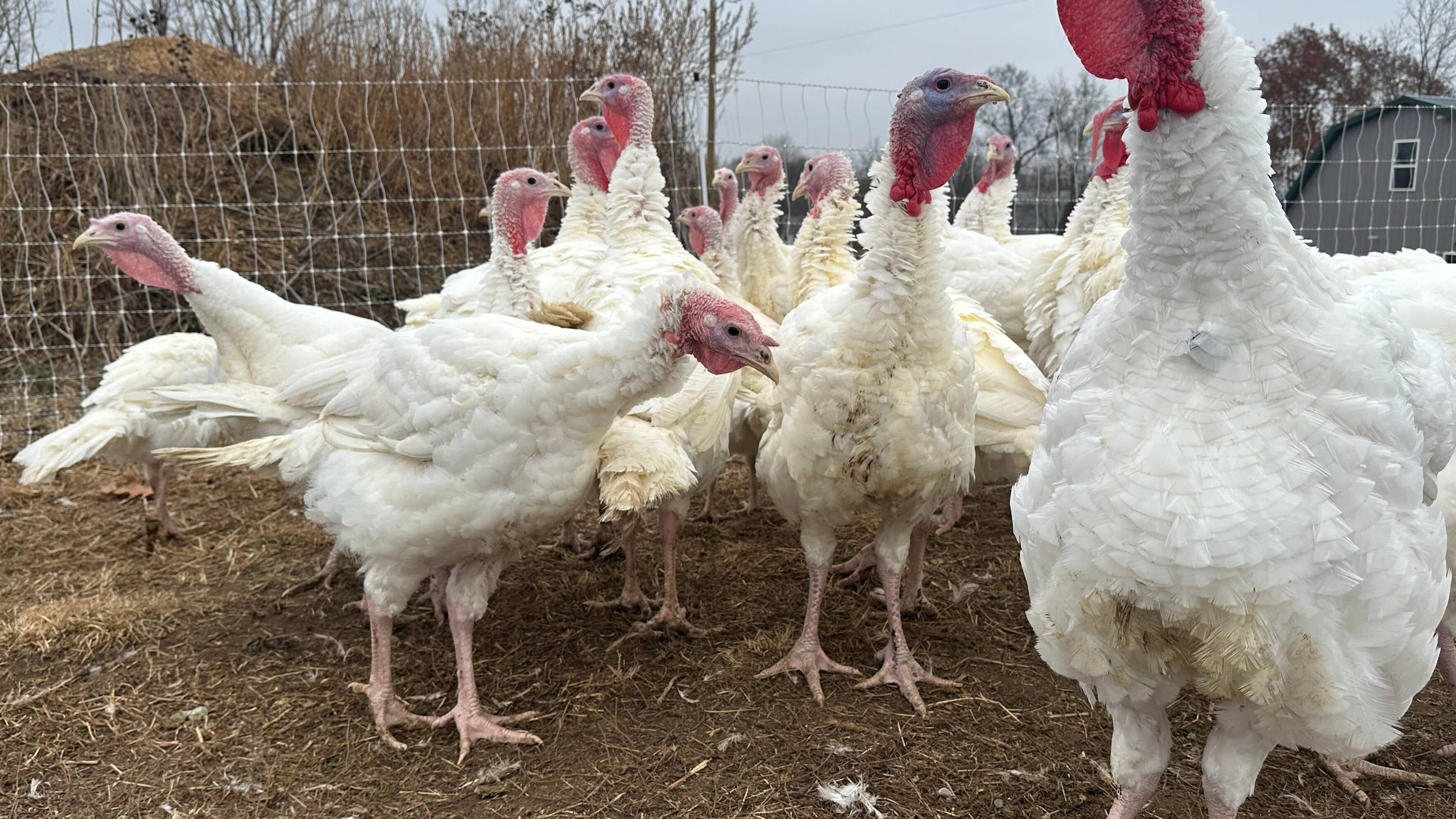 Turkeys are seen on a farm Thursday, Nov. 20, 2025, in Sylvan Township, Mich. (AP Photo/Mike Householder)
