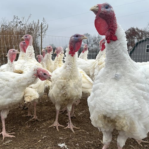 Turkeys are seen on a farm Thursday, Nov. 20, 2025, in Sylvan Township, Mich. (AP Photo/Mike Householder)
