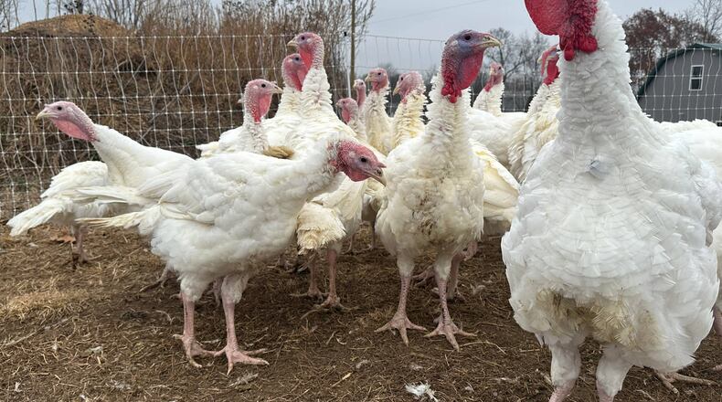 Turkeys are seen on a farm Thursday, Nov. 20, 2025, in Sylvan Township, Mich. (AP Photo/Mike Householder)