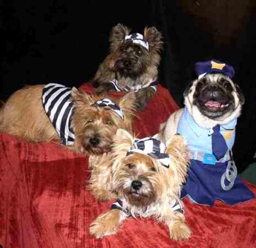 Costumes for pets: Cute or creepy?