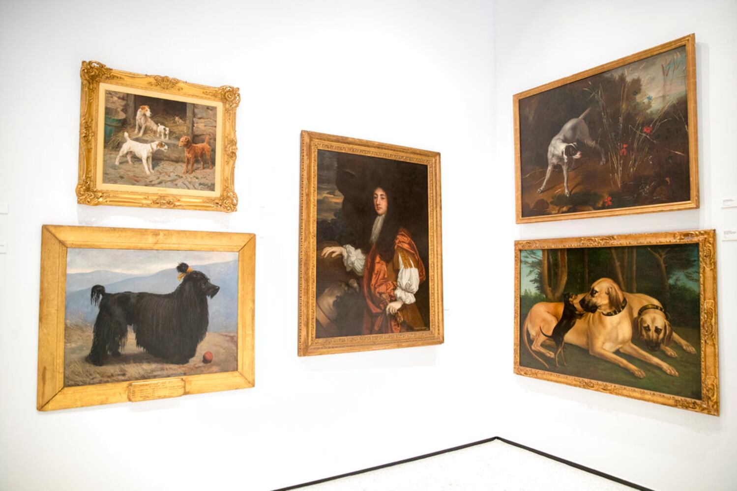 american kennel club museum of the dog