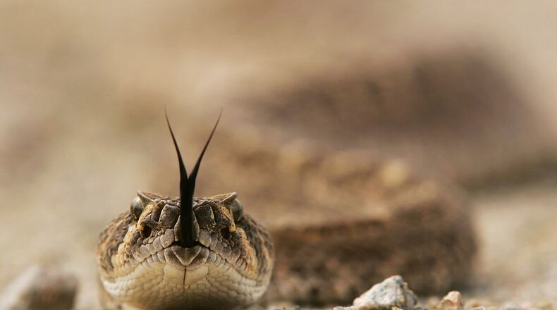 AJO, AZ - MARCH 27:  A rattlesnake tastes the air on the Cabeza Prieta National Wildlife Reserve on March 27, 2006 near Ajo, Arizona. (Photo by David McNew/Getty Images)