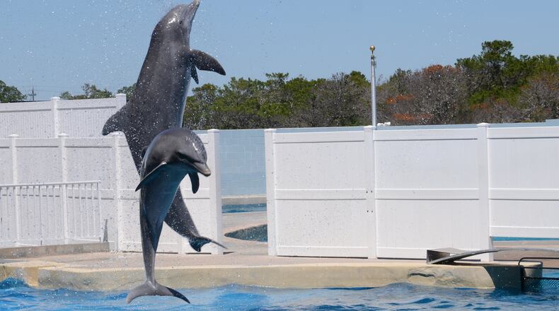 Dolphins soar through the air in a show at Gulf World Marine Park in Panama City Beach, Fla. PHOTO CREDIT: Wesley K.H. Teo