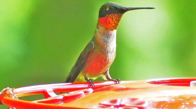 A ruby-throated hummingbird visits a backyard feeder in Decatur. The tiny birds start returning to nectar-filled feeders in July to fatten up for fall migration to Mexico and Central America. (Charles Seabrook for The Atlanta Journal-Constitution)