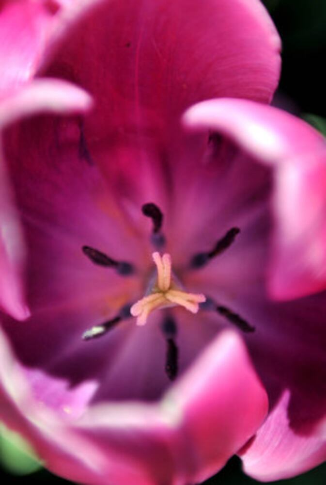 Tulips bloom at Atlanta Botanical Garden