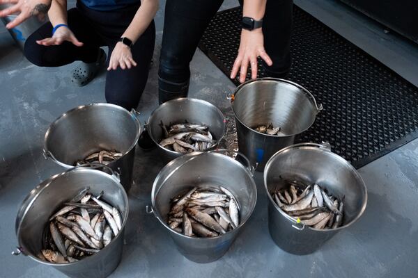 Buckets of fish are prepped to feed the beluga whales at the Georgia Aquarium on Friday, Aug. 14, 2026, where two rescued beluga whales from a closed park in Canada were added. (Ben Gray for the AJC)