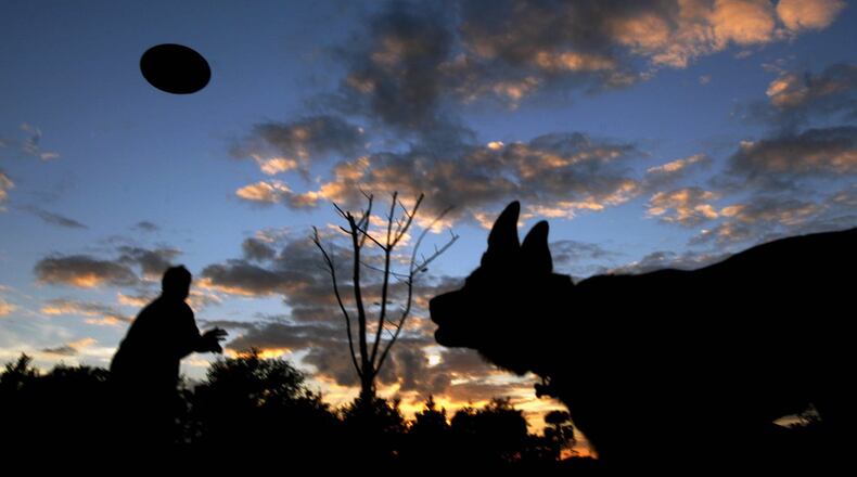 Look elsewhere, frisky dogs: The south side of the Wellington Dog Park will temporarily close through the end of March as crews install pathways and re-sod. (Allen Eyestone/The Palm Beach Post)