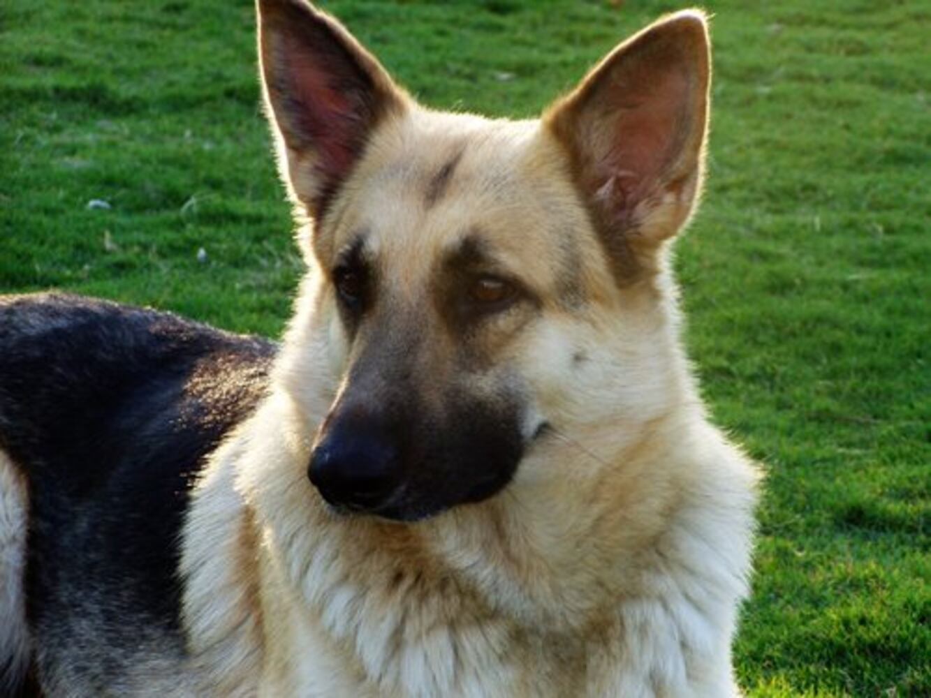 Atlanta's Top Dogs: 3. German Shepherds