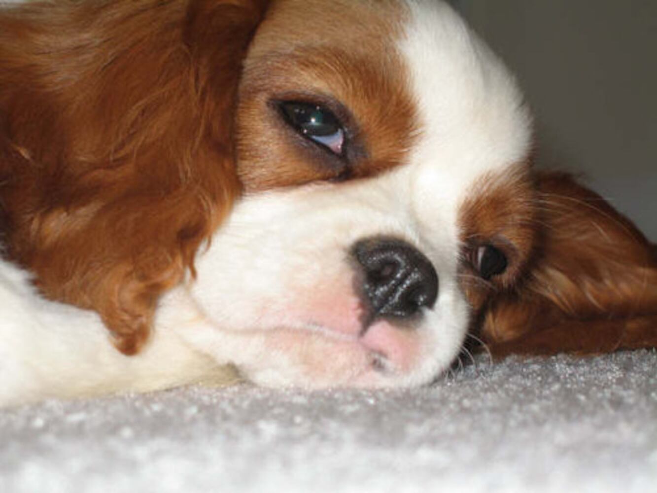 Atlanta's Top Dogs: Best Photos