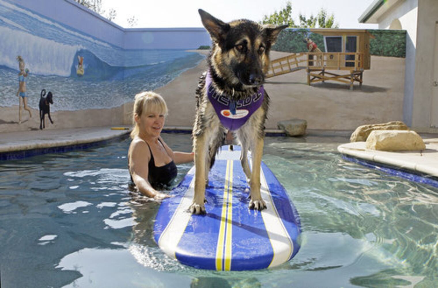 New options for boarding pets