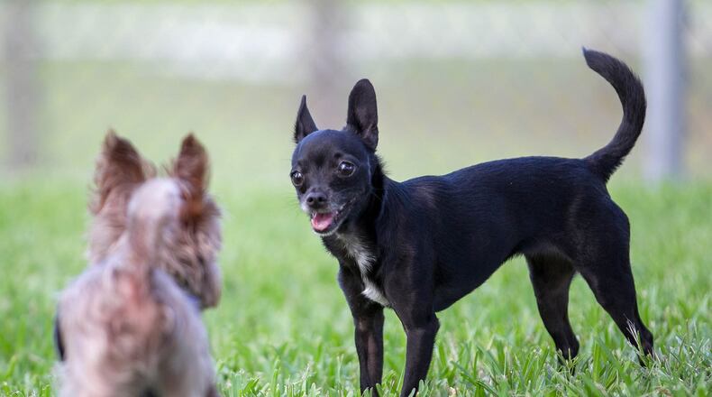 Clayton County to open a dog park this weekend for frisky canines likes these dogs in Florida. dogs. (Allen Eyestone/The Palm Beach Post)