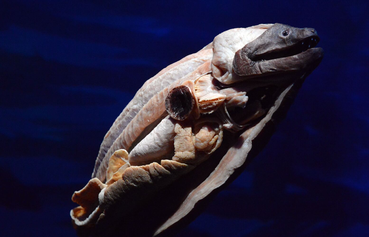 Sea Monsters at Georgia Aquarium
