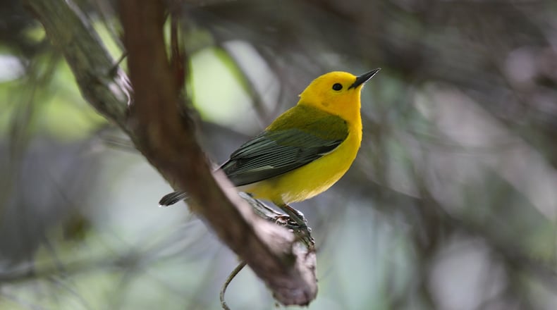 The prothonotary warbler is one of the most colorful migratory warblers that nest in Georgia during spring and summer. Warblers as a group are known for their variety of colors. (Courtesy of Dominic Sherony/Creative Commons)