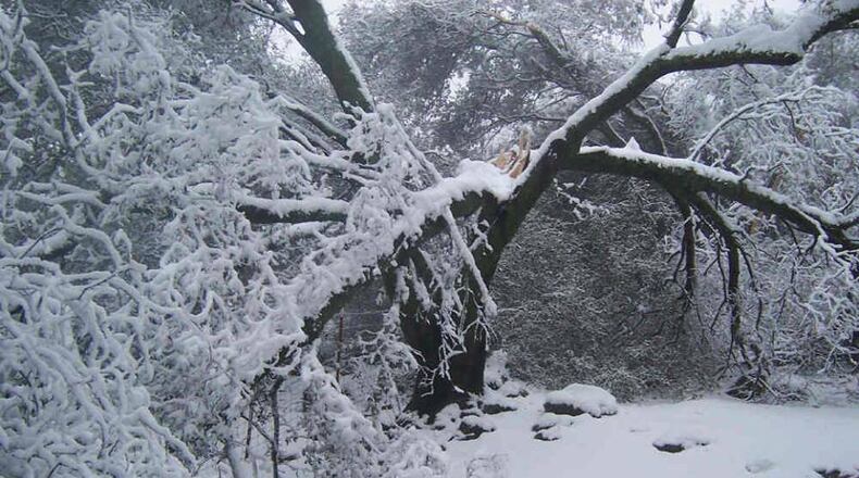 If you live in Alpharetta, and if snow caused a tree or tree limbs to fall over in your yard, the city has a few options for how to get rid of the debris.