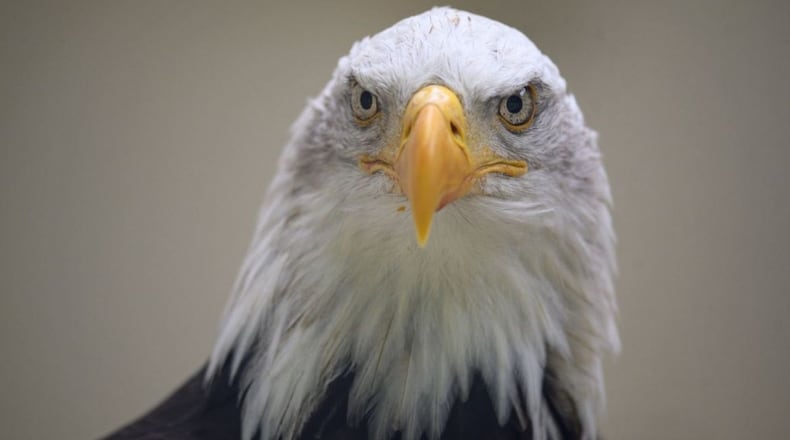 Georgia wildlife officials counted a record number of bald eagle nests in the state this year, despite an outbreak of bird flu among the raptors on the coast that depressed successful hatching there.