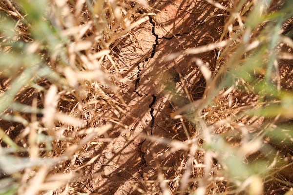 A crack in the ground is seen in Lee Nunn’s wheat field in Madison on Thursday, April 23, 2026. The worsening drought is impacting Georgia’s farmers. (Arvin Temkar/AJC)