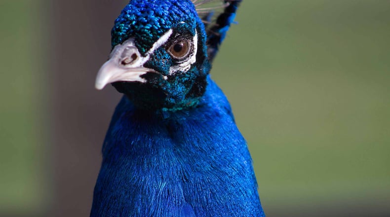 Georgia writer Flannery O'Connor raised peahens and peacocks at her farm, Andalusia, near Milledgeville. This week archaeologists will be testing the land around her restored farmhouse, now a museum, to find remnants of the coop where the animals were tended. CONTRIBUTED:  ANDALUSIA: HOME OF FLANNERY  O'CONNOR