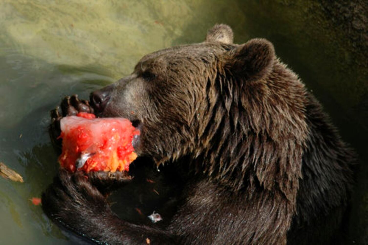 Animals use frozen fruit to cool down in Italy