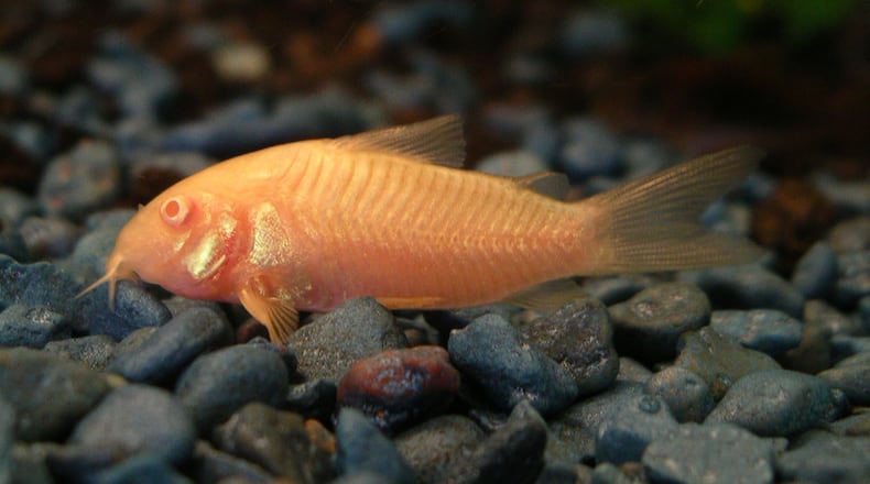 Albino catfish