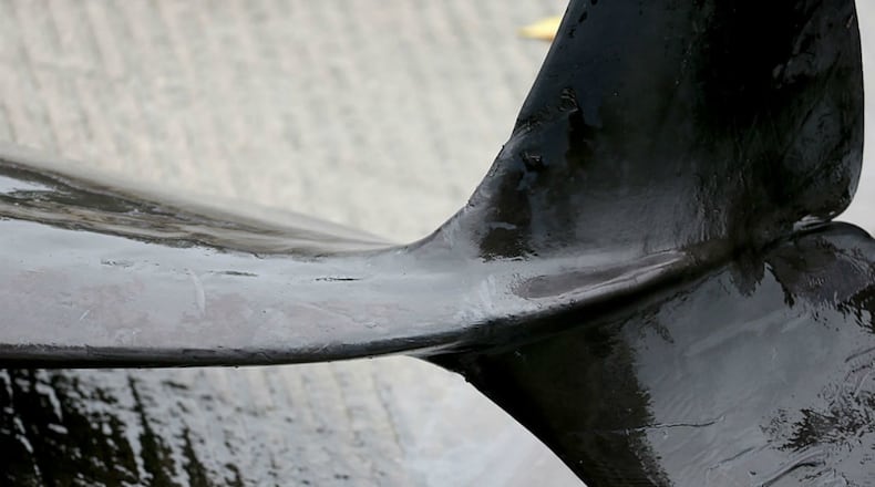 FILE PHOTO: South Carolina wildlife officials say five pilot whales were found stranded on Edisto Beach Saturday morning. Four of the whales died.