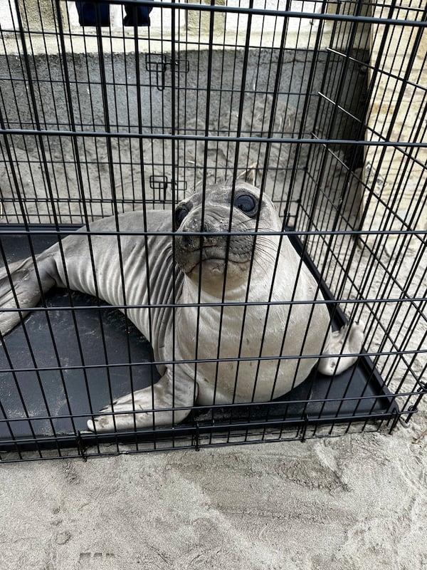 This April 2025 photo provided by Seaside Aquarium shows a baby seal who the National Oceanic and Atmospheric Administration said was stabbed on an Oregon beach in March. (Tiffany Boothe/Seaside Aquarium via AP)