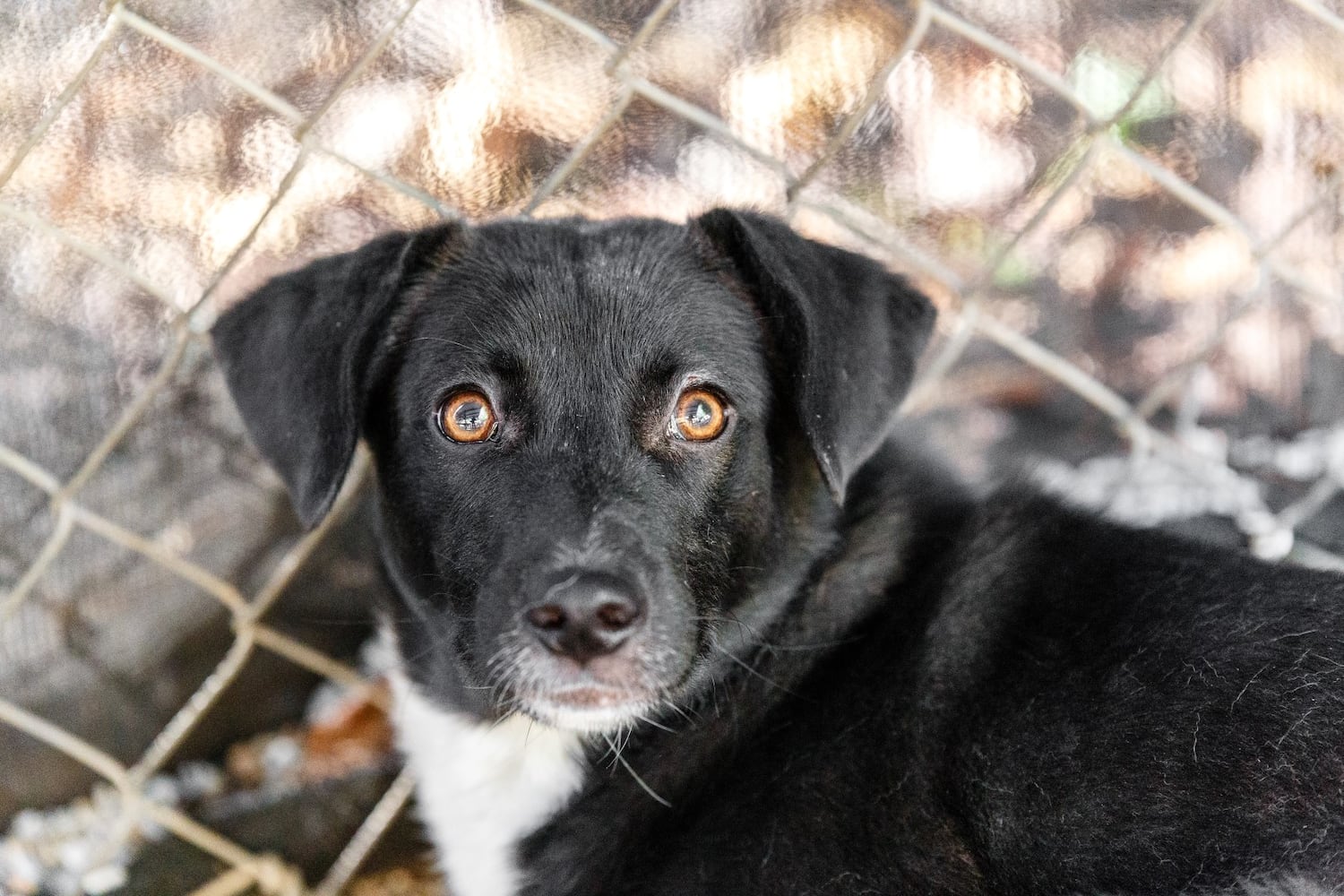 Adoptable Friends from PAWS Atlanta