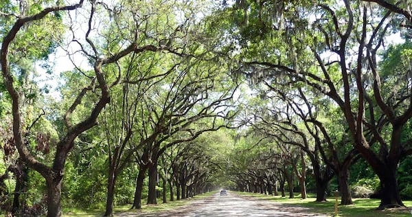 Southern live oaks in Savannah. 