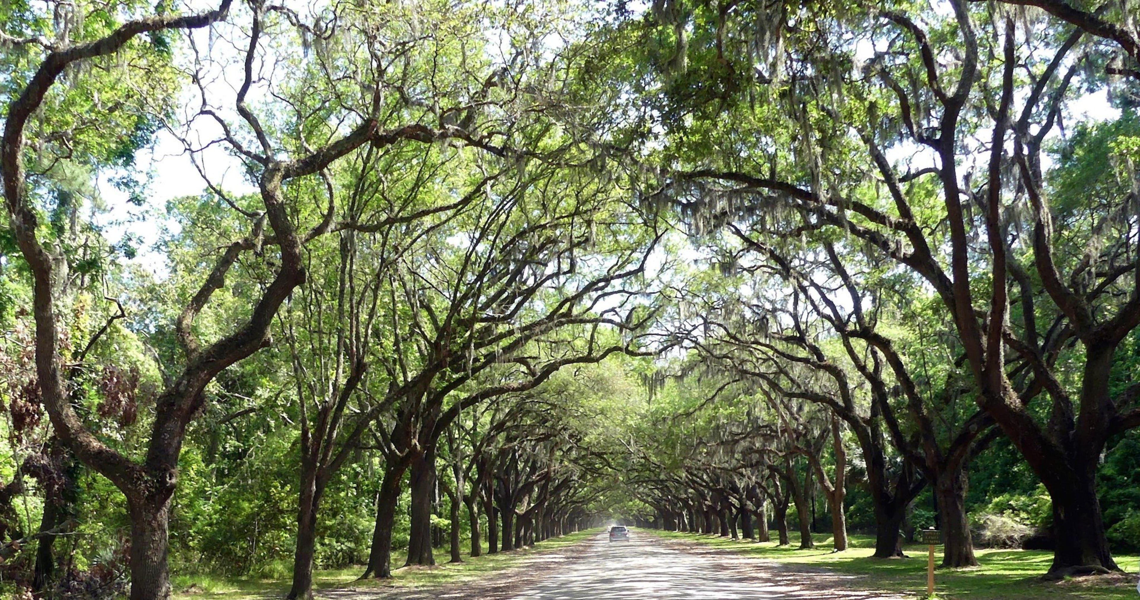 Southern live oaks in Savannah.