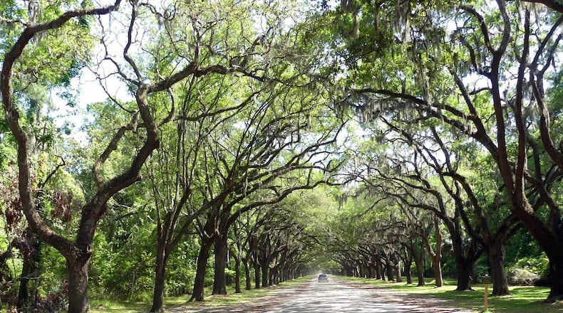 Southern live oaks (Quercus virginiana) line the drive at Wormsloe State Historic Site in Savannah. The Southern live oak is Georgia’s official state tree. CHARLES SEABROOK
