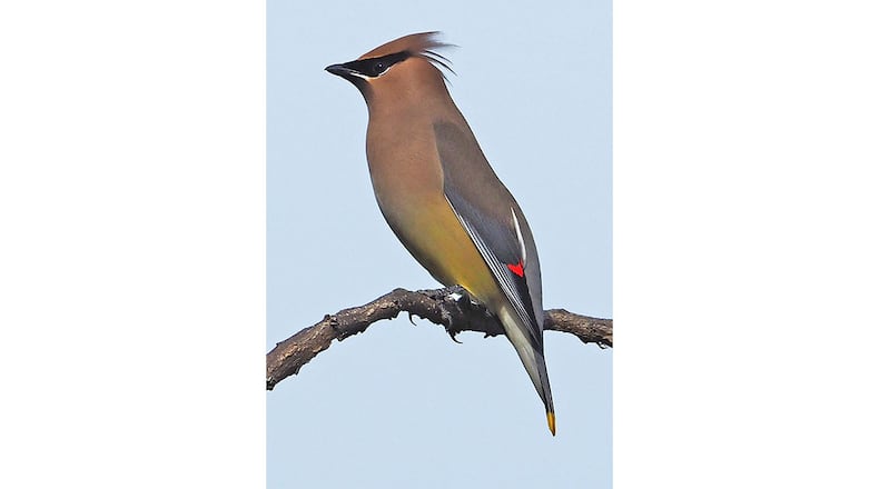 The cedar waxwing, common statewide in Georgia during winter, is called North America's "most elegant bird" because of its striking brown and yellow plumage and bright red wing tips. (Courtesy of Judy Gallagher/Creative Commons)