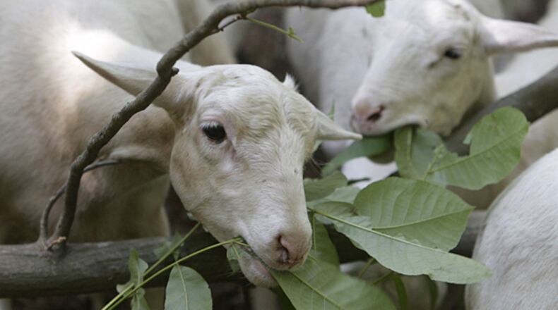 Goats belonging to Brian Cash, the owner of Eweniversally Green, were hard at work at the home of Kathie and Kevin Brown in Dunwoody on Friday, June 10, 2011.
