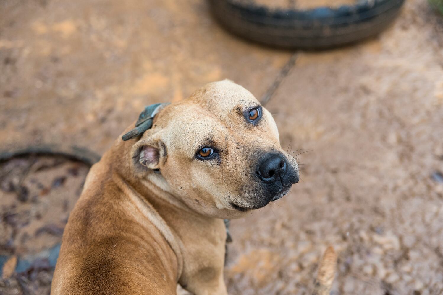 23 dogs seized from suspected Huntersville dog fighting incident