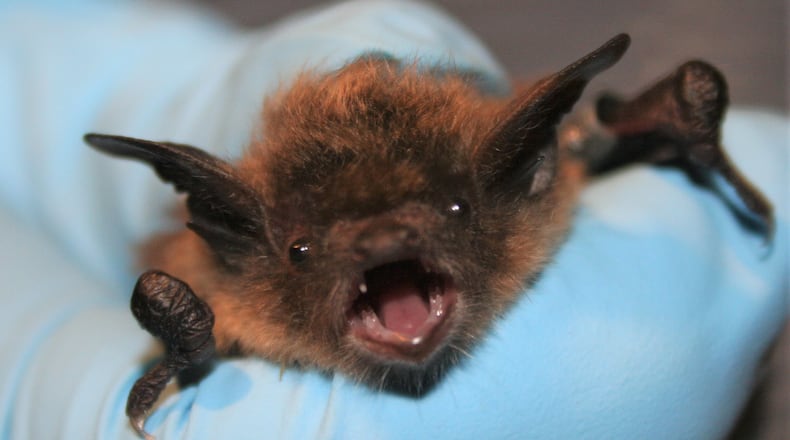 The little brown bat (shown here) is one of Georgia's most common bat species. Bats long have been linked to Halloween, but they play important ecological roles by eating tons of insect pests. (Courtesy of U.S. Fish and Wildlife Service)