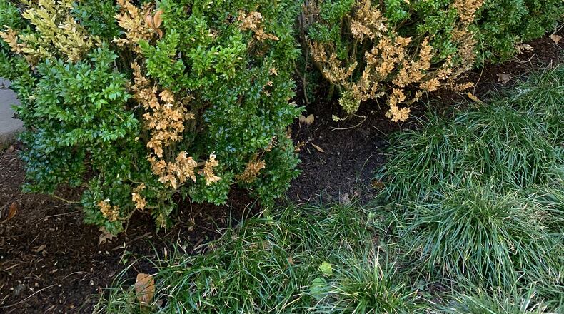 Scattered brown boxwood branches could be caused by several diseases. Since the leaves have not immediately dropped, this is not likely boxwood blight. (Courtesy of Marshall Pierce)