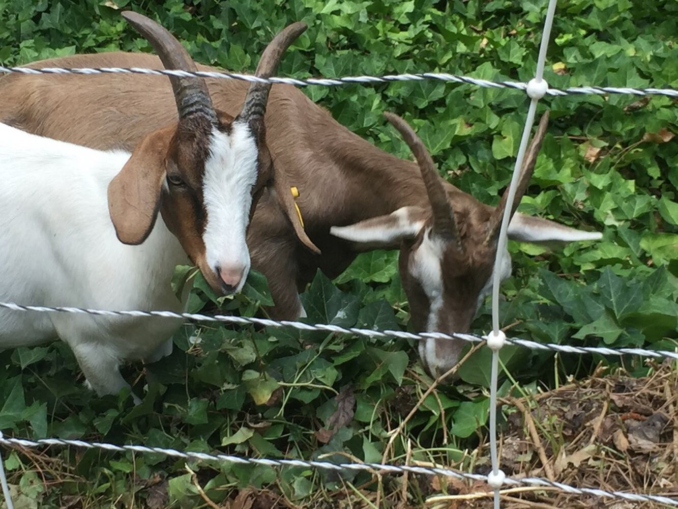 30 goats escape from Cobb woman's home