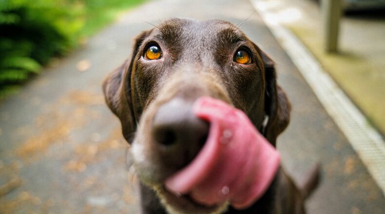 Alabama-based Sunshine Mills Inc. has expanded its previously announced voluntary recall of dog food (not pictured).