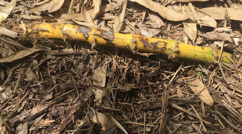 Bamboo spreads underground, and can pop up in unexpected places far distant from the original plant. CONTRIBUTED BY WALTER REEVES