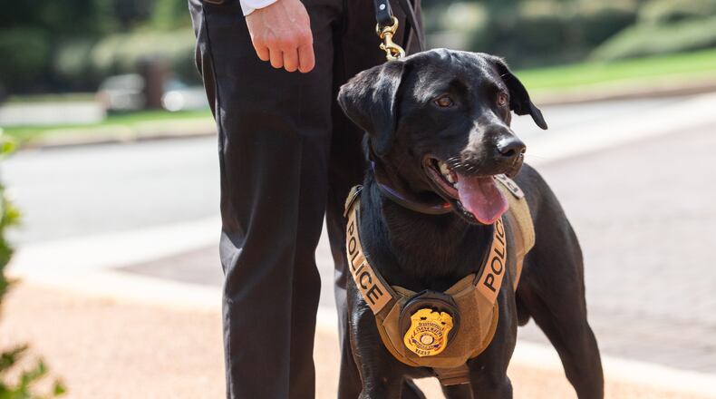 FILE: K9 Justice proudly displays her new badge after a pinning ceremony held at the Governor’s Mansion on Thursday, Sept 2, 2021. (Jenni Girtman for The Atlanta Journal-Constitution)