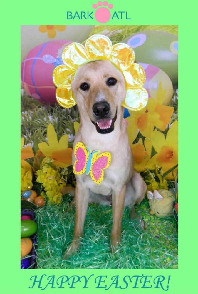 Easter pups on parade at Bark ATL 2013
