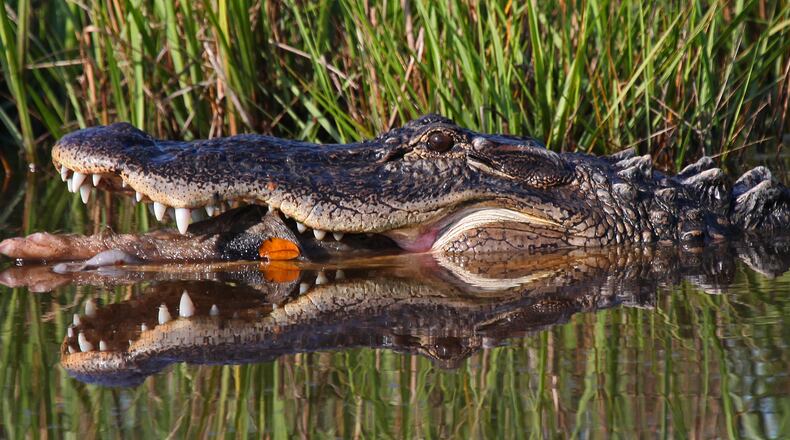 American alligators are found throughout Ossabaw, including this one shot by Stuckey . Look closely in its mouth and you'll see part of the pig it was busy devouring. Photo by Jill Stuckey