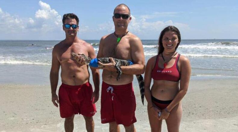 Staff at a Tybee Island beach relocated a small alligator found on the north end.