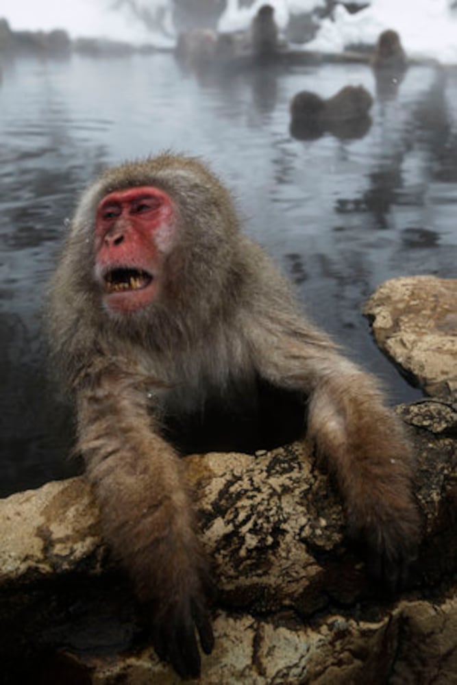 Snow monkey 'spa' a hot tourist spot