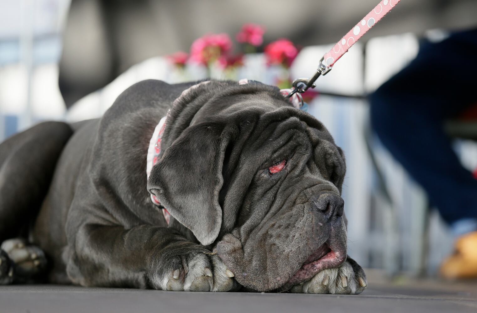 World's Ugliest Dogs 2017