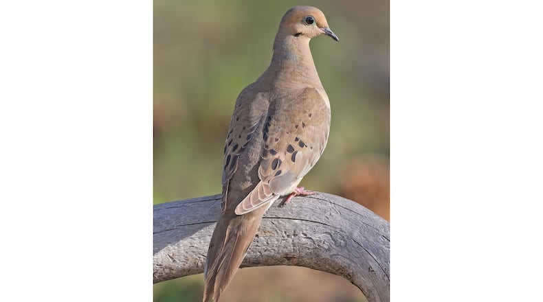 Mourning Dove, Cabin Lake "Guzzlers," Deschutes National Forest, Near Fort Rock, Oregon