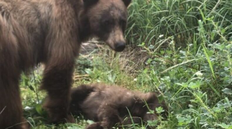 A ranger at Yosemite National Park shared the devastating story of a mother bear mourning the death of her baby after the cub was hit by a speeding vehicle.