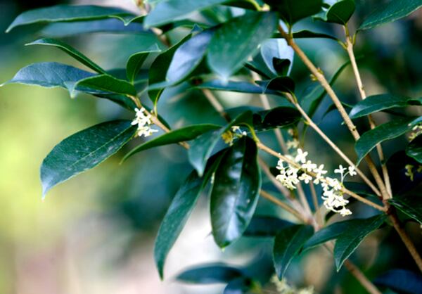 A fragrant tea olive grows at the corner of the house. "It's a nice old Southern plant," says Steve Provost.