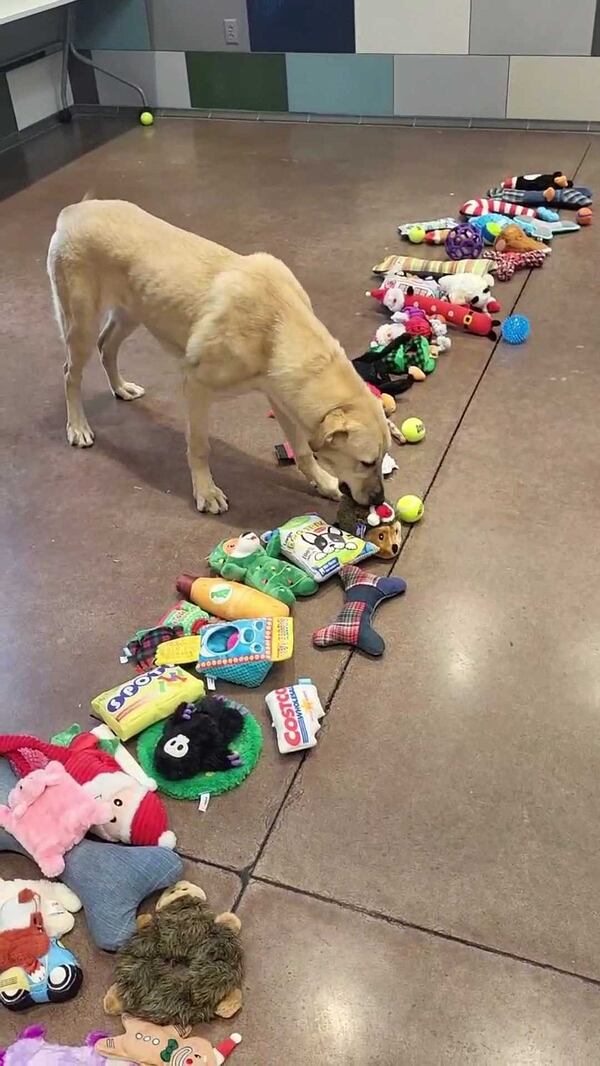 A dog at Humane Educational Society chooses a Christmas gift from a pile of donated toys in a video that went viral on social media. (Contributed by the Humane Educational Society)